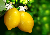 Zitrone (Citrus limon), Verwendung in der Rhythmischen Massage