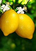 Zitrone (Citrus limon), Verwendung in der Rhythmischen Massage