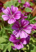 Malve (Malva sylvestris), Verwendung in der Rhythmischen Massage