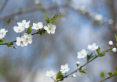 Weißdorn (Crataegus monogyna), Verwendung in der Rhythmischen Massage