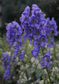 Rispiger Eisenhut (Aconitum paniculatum), findet keine Verwendung in der Rhythmischen Massage