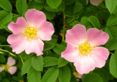 Hundsrose (Rosa canina), Verwendung in der Rhythmischen Massage