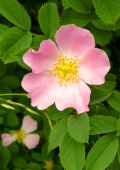 Hundsrose (Rosa canina), Verwendung in der Rhythmischen Massage