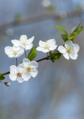 Weißdorn (Crataegus monogyna), Verwendung in der Rhythmischen Massage