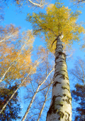 Hängebirke (Betula pendula), Verwendung in der Rhythmischen Massage