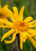 Arnika (Arnica montana), Verwendung in der Rhythmischen Massage